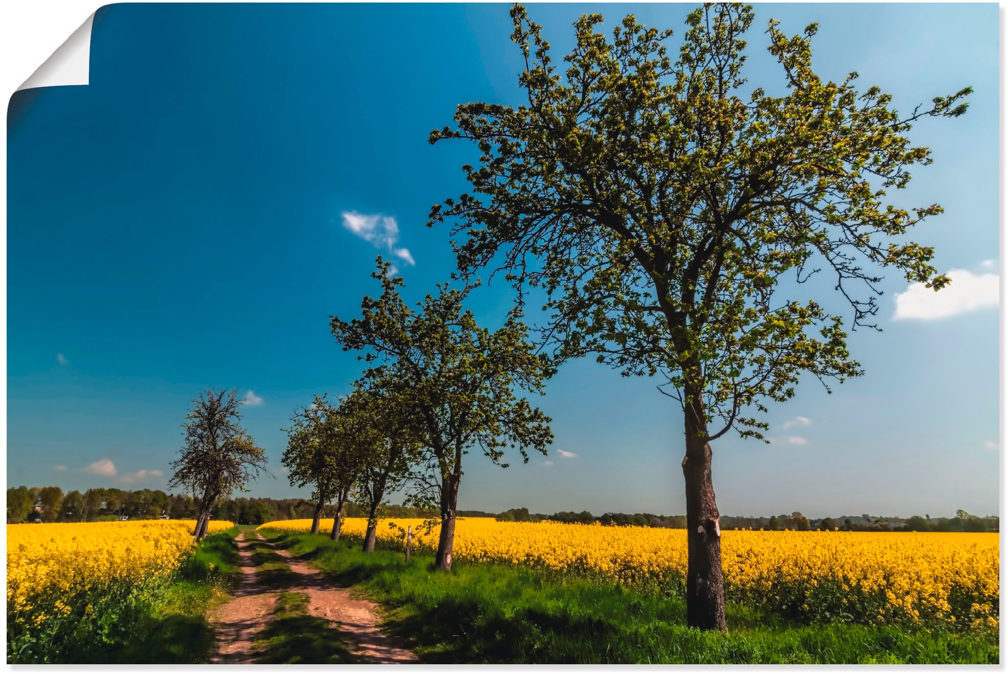 Image of Artland Wandbild »Rapsfeld II«, Felder, (1 St.), in vielen Grössen & Produktarten - Alubild / Outdoorbild für den Aussenbereich, Leinwandbild, Poster, Wandaufkleber / Wandtattoo auch für Badezimmer geeignet bei Ackermann Versand Schweiz