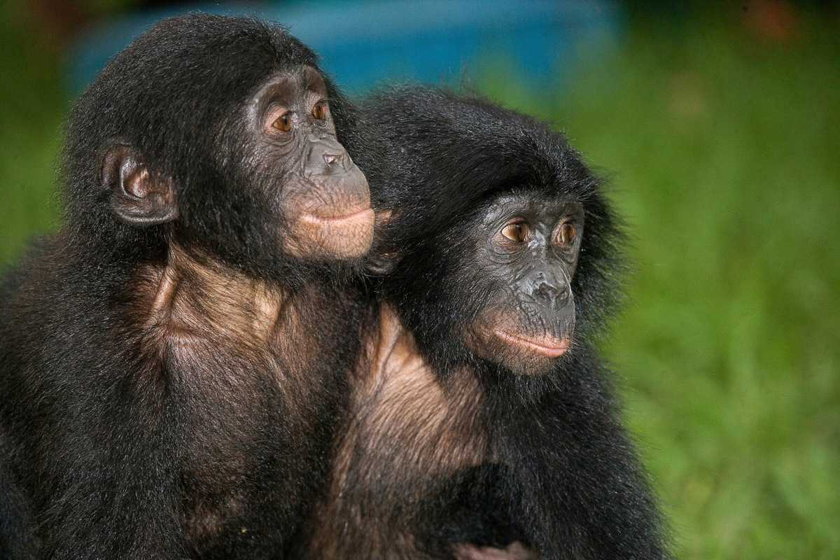 Image of Papermoon Fototapete "Baby Bonobos"