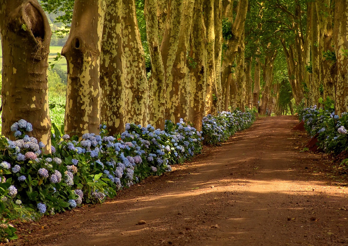 Image of Papermoon Fototapete »Azoren-Baumpfad«, samtig, Vliestapete, hochwertiger Digitaldruck bei Ackermann Versand Schweiz