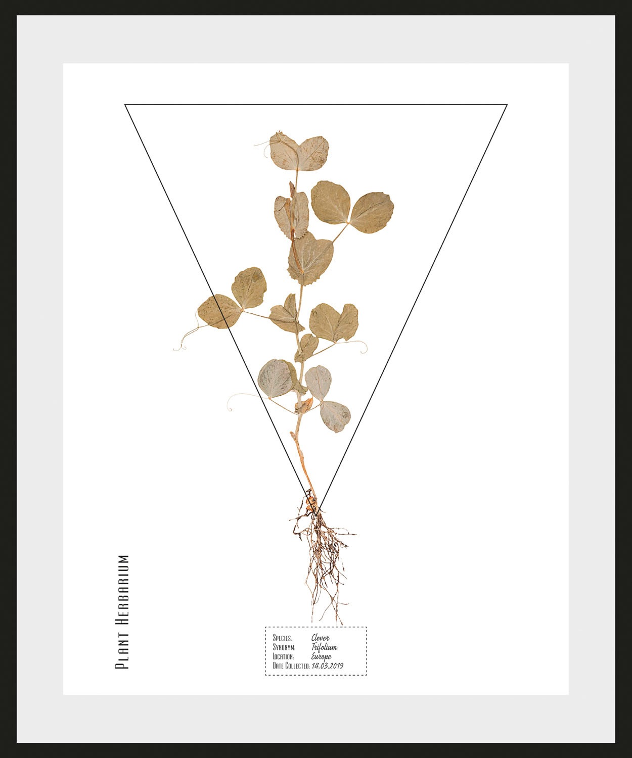 Image of queence Bild »Trifolium«, (1 St.) bei Ackermann Versand Schweiz