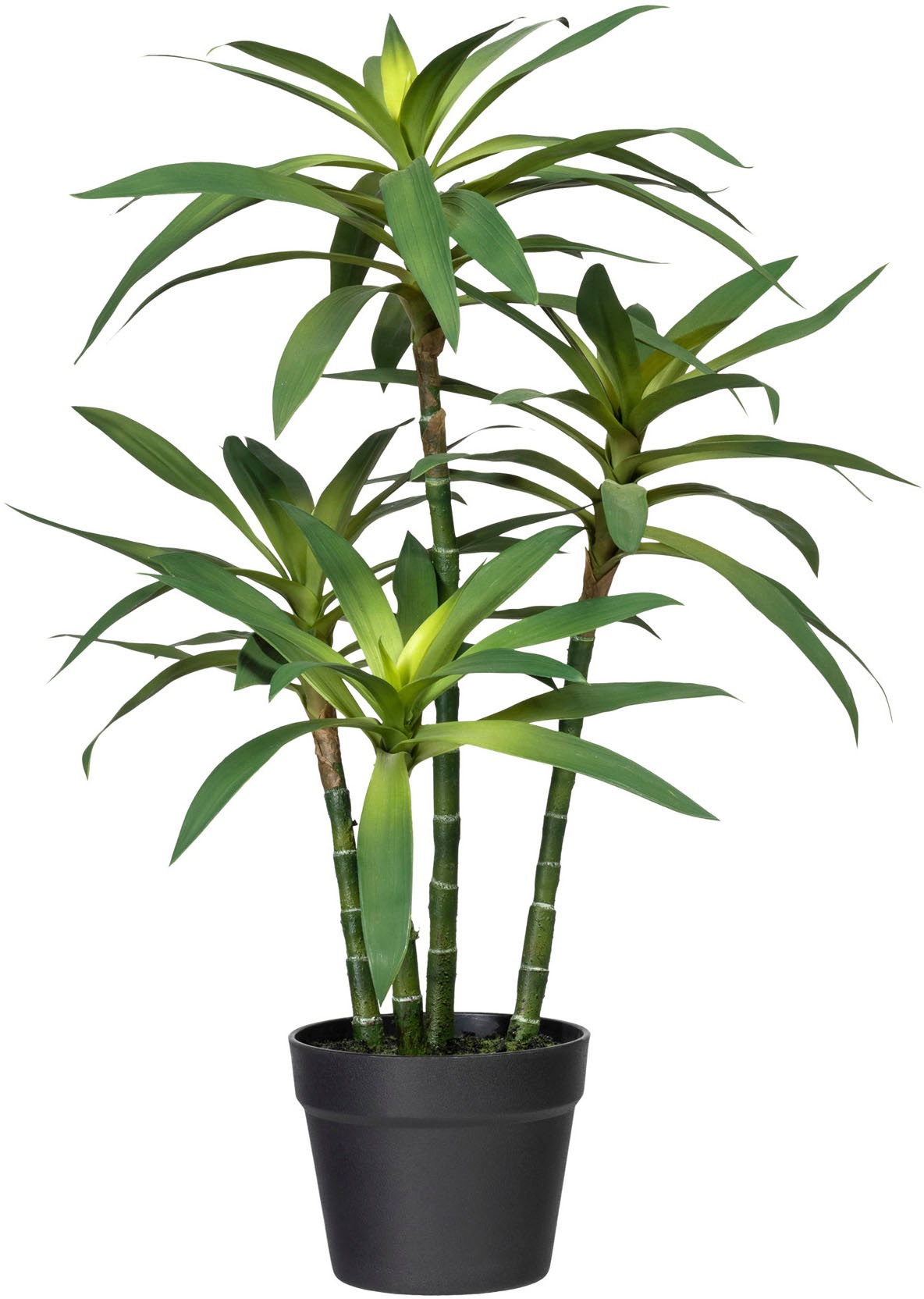 Image of Creativ green Künstliche Zimmerpflanze »Dracaena fragans«, (1 St.) bei Ackermann Versand Schweiz