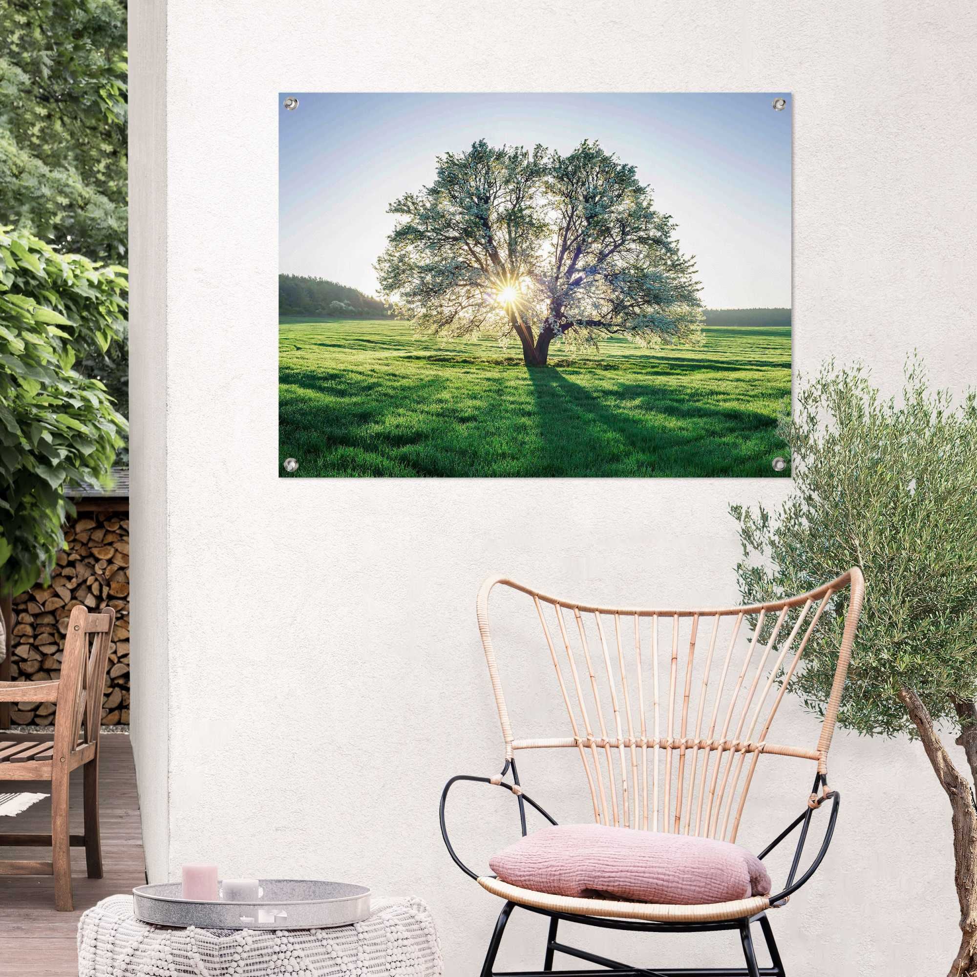 Reinders! Poster »Baum in der Morgensonne«, Outdoor für Garten oder Balkon