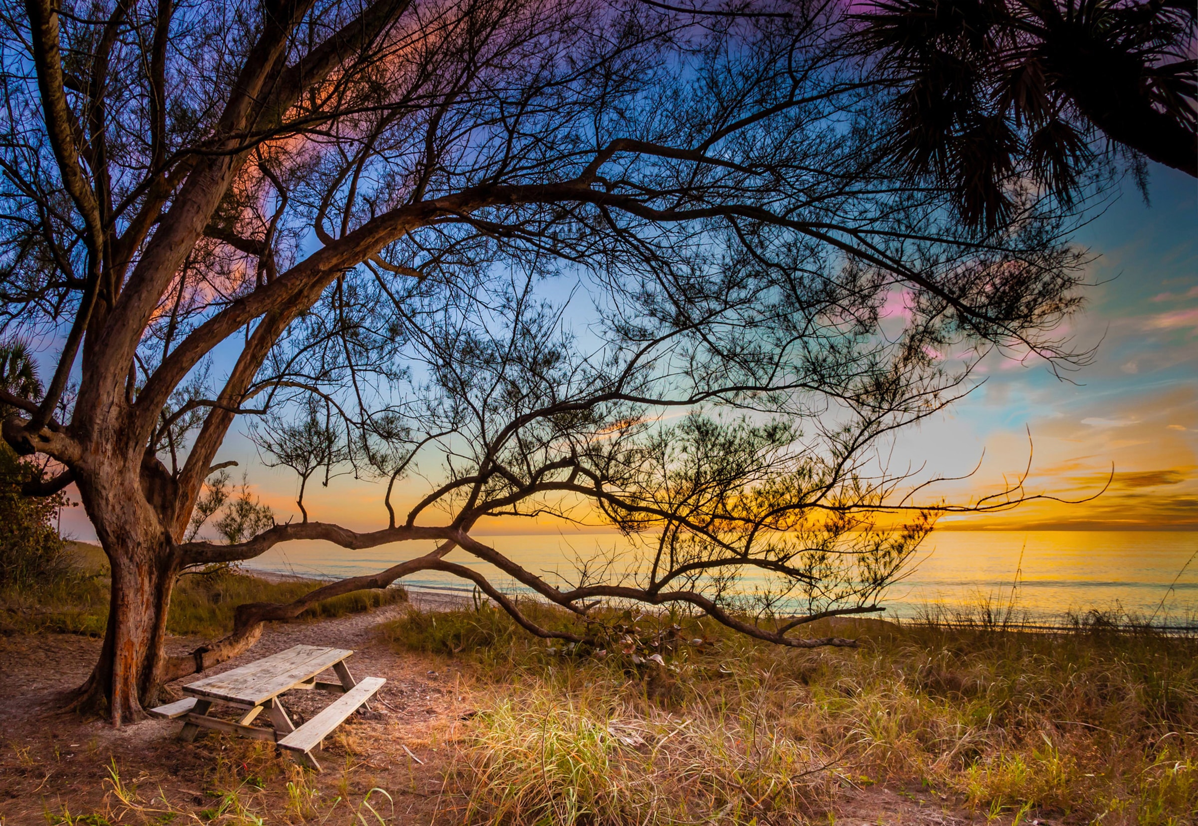 Image of Papermoon Fototapete "BAUM AM STRAND-MEER OZEAN BLUMEN SONNE WIESE FLORIDA"