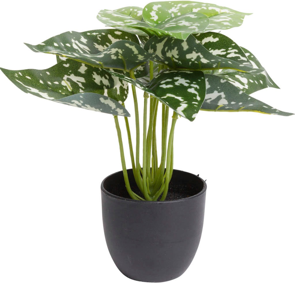 Image of Botanic-Haus Künstliche Zimmerpflanze »Aglaonema«, (1 St.) bei Ackermann Versand Schweiz