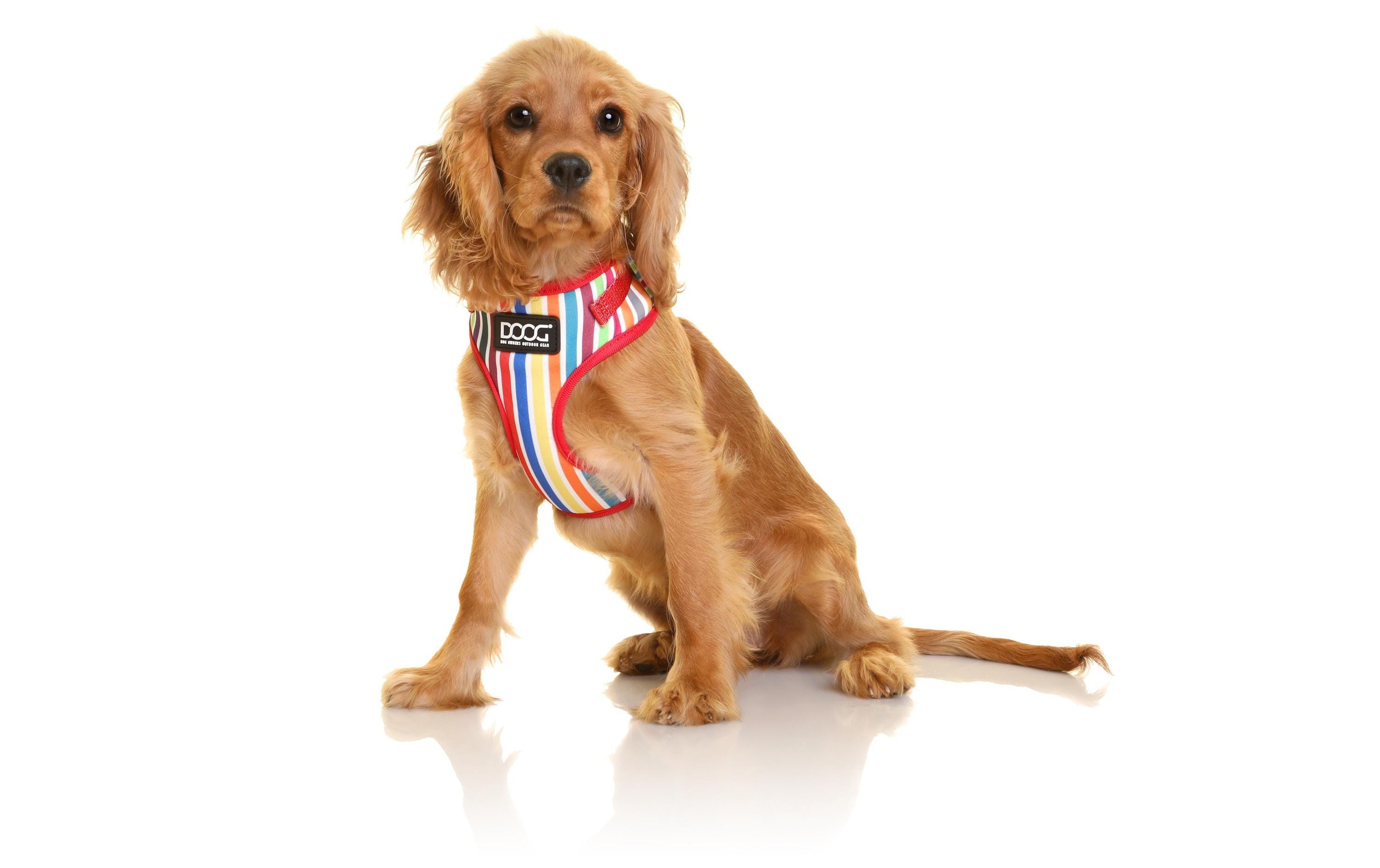 DOOG Hunde-Geschirr »Neoflex Scooby M Multicolor gestreift«