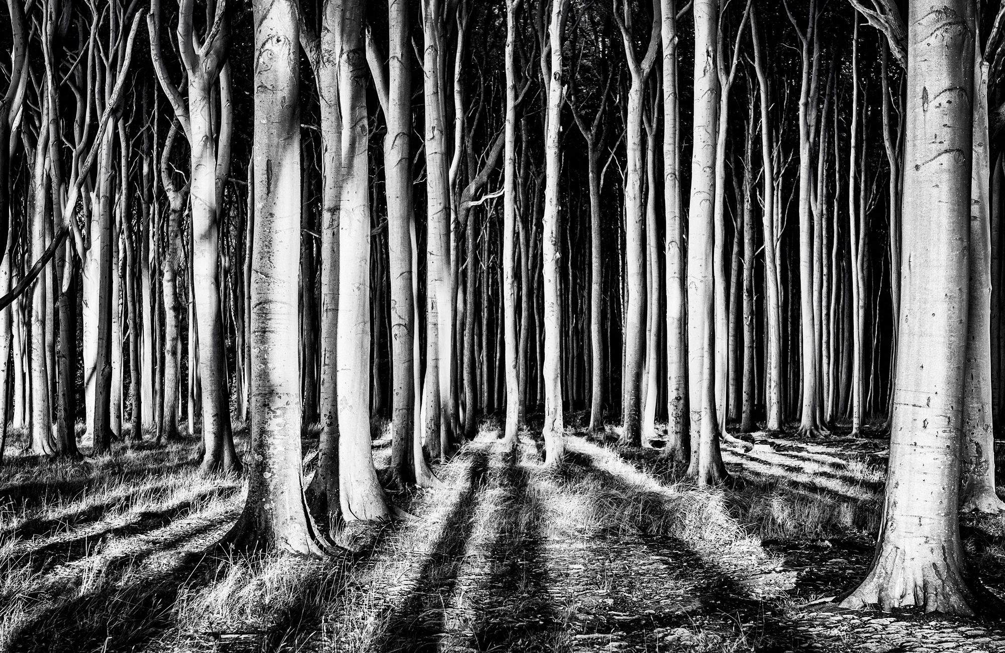 Image of Papermoon Fototapete »Photo-Art PIXXELPARK, GEISTERWALD«, Vliestapete, hochwertiger Digitaldruck, inklusive Kleister bei Ackermann Versand Schweiz