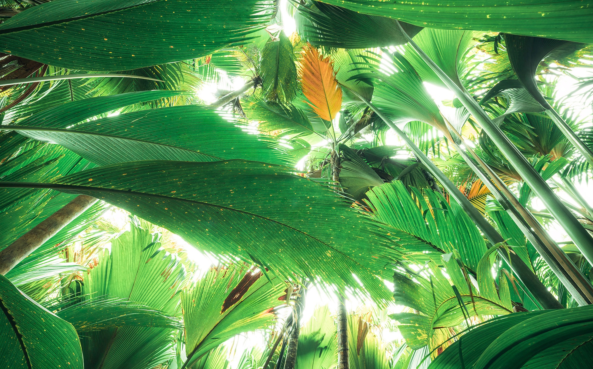 Image of Komar Fototapete »Dschungeldach II«, mehrfarbig-natürlich-bedruckt bei Ackermann Versand Schweiz