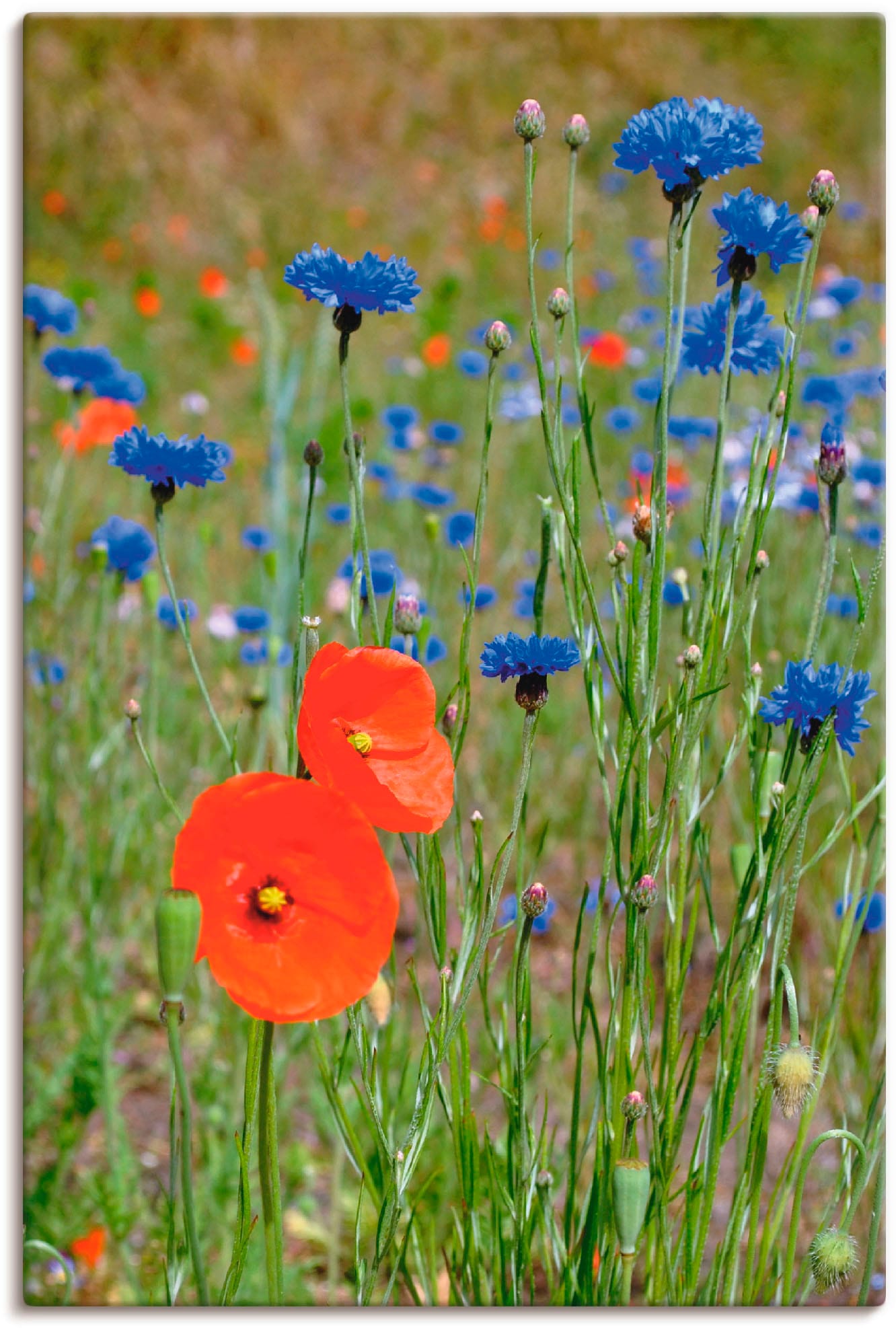Image of Artland Leinwandbild "Wiese mit Mohnblumen und Kornblumen" Blumen 1 Stk. tlg. auf Holzrahmen gespannt