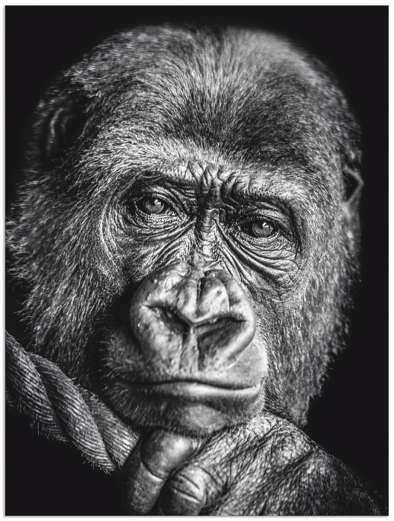 Image of Artland Wandbild »Gorilla«, Wildtiere, (1 St.), in vielen Grössen & Produktarten - Alubild / Outdoorbild für den Aussenbereich, Leinwandbild, Poster, Wandaufkleber / Wandtattoo auch für Badezimmer geeignet bei Ackermann Versand Schweiz