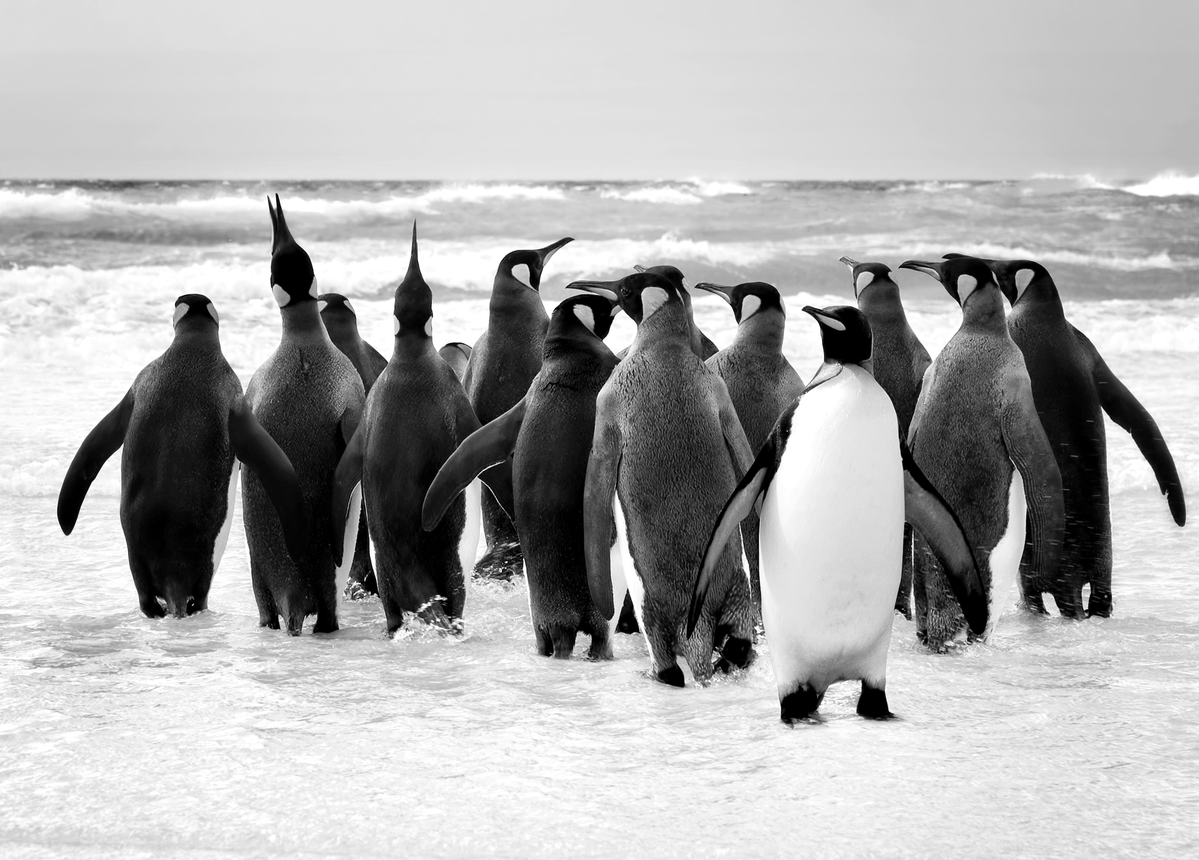 Image of Papermoon Fototapete "Pinguin Schwarz & Weiss"