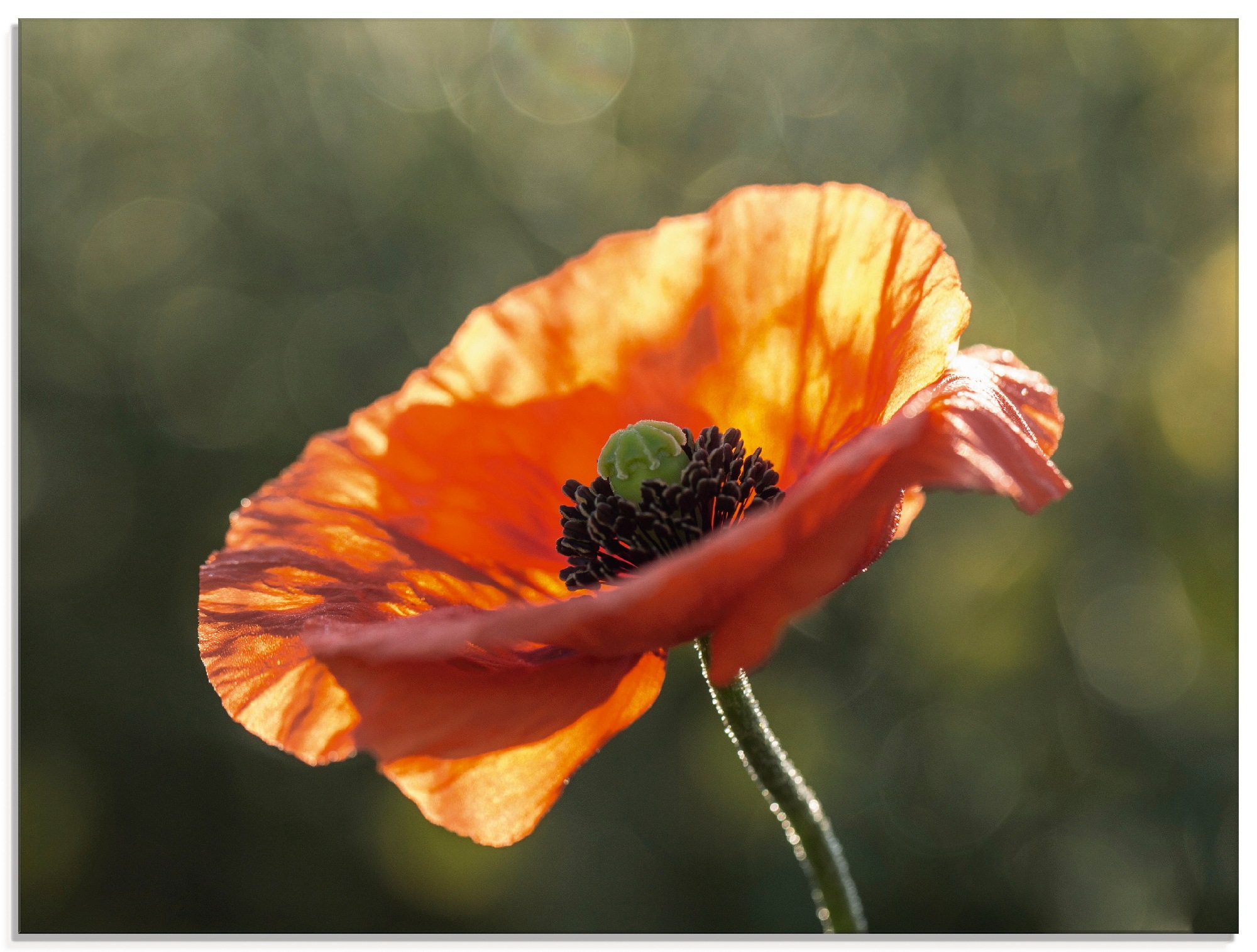 Image of Artland Glasbild »Mohnblüte Nahaufnahme«, Blumen, (1 St.) bei Ackermann Versand Schweiz