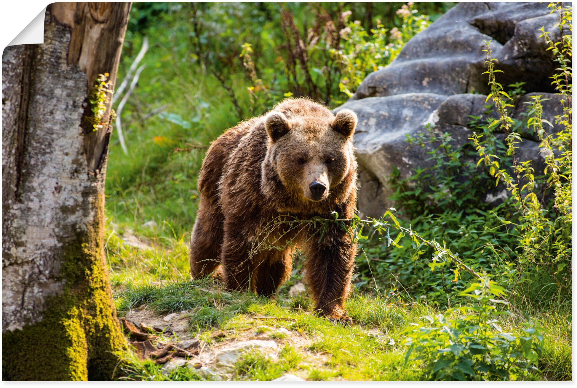 Image of Artland Wandbild »Braunbär auf Wanderung«, Bären, (1 St.), in vielen Grössen & Produktarten - Alubild / Outdoorbild für den Aussenbereich, Leinwandbild, Poster, Wandaufkleber / Wandtattoo auch für Badezimmer geeignet bei Ackermann Versand Schweiz