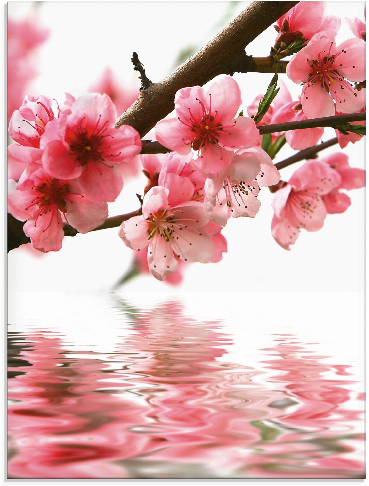 Image of Artland Glasbild "Pfirsichblüten reflektieren im Wasser" Blumen 1 Stk. tlg. in verschiedenen Grössen