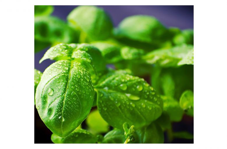 Image of Wall-Art Herd-Abdeckplatte »Küche Herdabdeckplatte Basilikum«, (Set, 2 tlg.) bei Ackermann Versand Schweiz