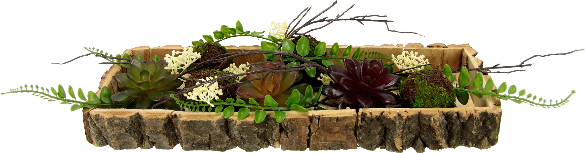 Image of I.GE.A. Dekoobjekt, Sukkulenten gross bei Ackermann Versand Schweiz