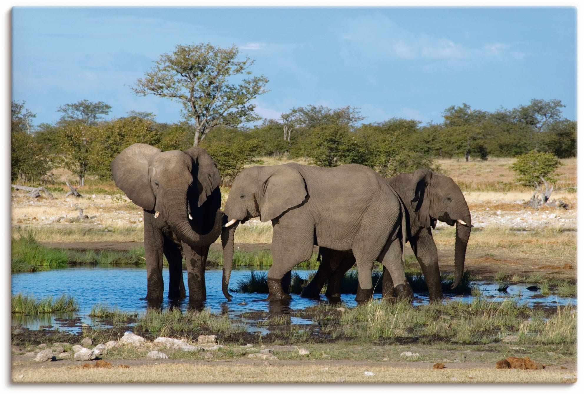 maintenant Elefanten in St.), »Afrikanischer EtoshaNationalpark«, Alubild, Elefant als Artland Wandaufkleber Poster Wandbild Bilder, (1 versch. Leinwandbild, Grössen oder