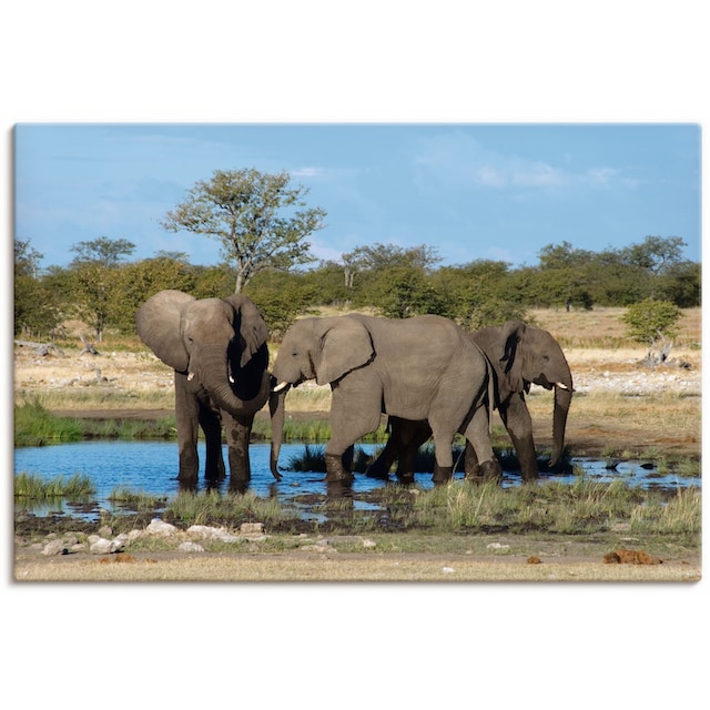 Artland Wandbild »Afrikanischer Elefant EtoshaNationalpark«, Elefanten  Bilder, (1 St.), als Alubild, Leinwandbild, Wandaufkleber oder Poster in  versch. Grössen maintenant