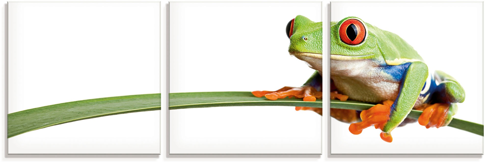 Image of Artland Glasbild »Frosch auf einem Blatt«, Wassertiere, (3 St.) bei Ackermann Versand Schweiz