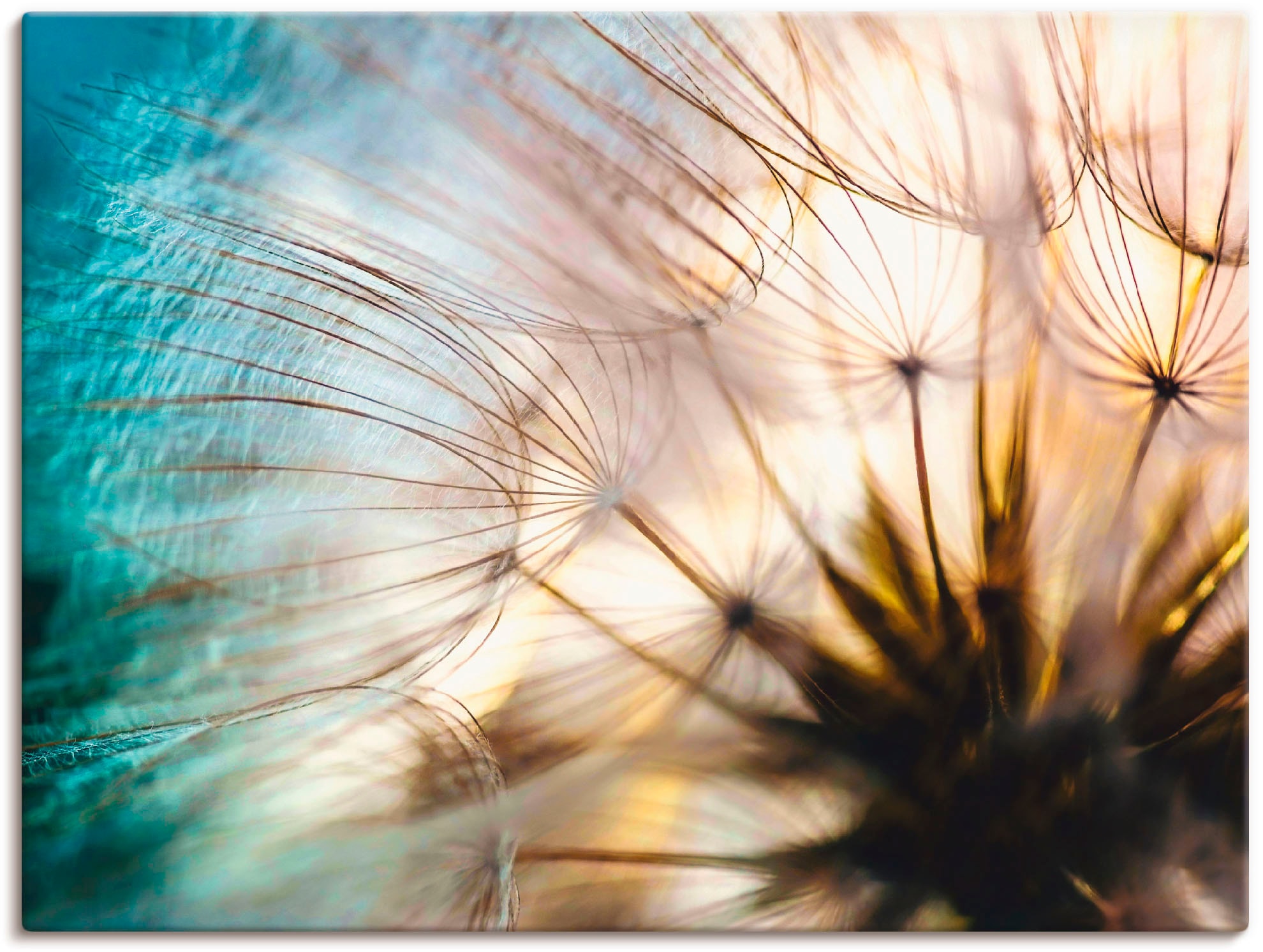 Image of Artland Wandbild "Pusteblume Makro abstrakt" Blumen 1 Stk. tlg. als Alubild, Leinwandbild in verschied. Grössen