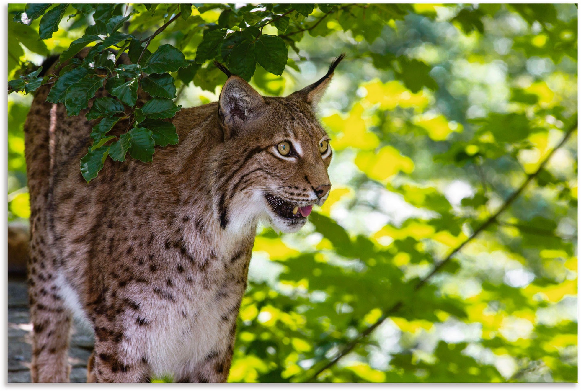 Image of Artland Wandbild »Ein Luchs im Wald«, Raubkatzen, (1 St.), in vielen Grössen & Produktarten - Alubild / Outdoorbild für den Aussenbereich, Leinwandbild, Poster, Wandaufkleber / Wandtattoo auch für Badezimmer geeignet bei Ackermann Versand Schweiz