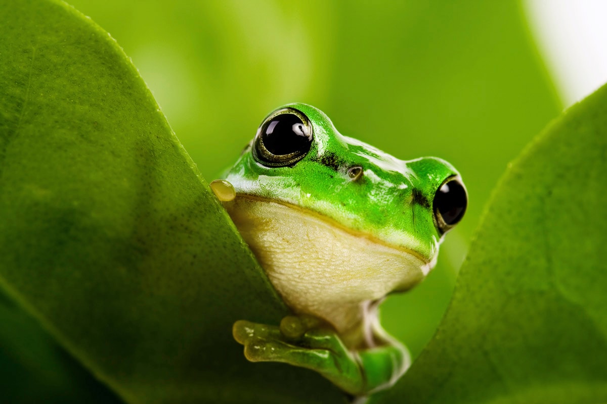 Image of Papermoon Fototapete "Frosch auf Blatt"