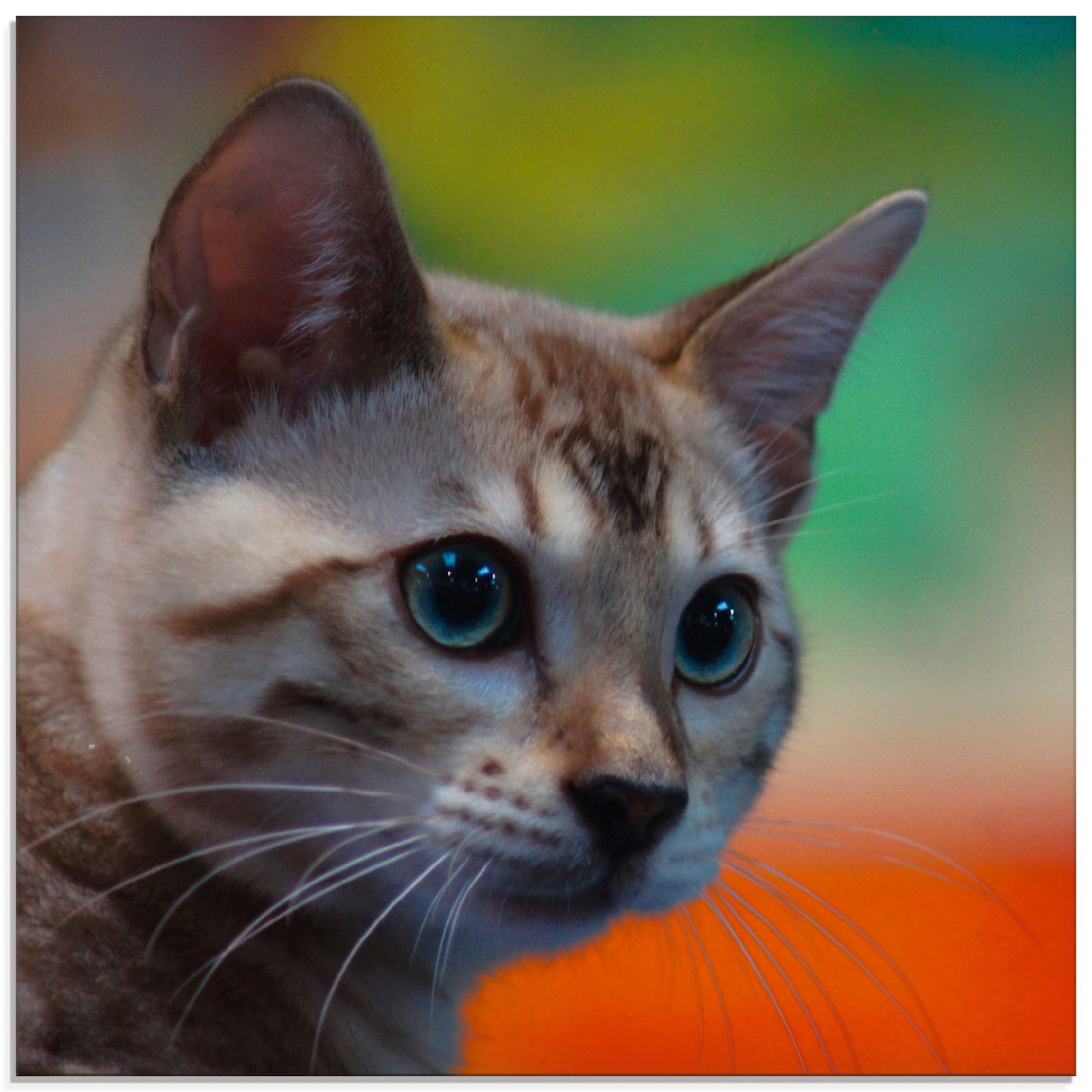 Image of Artland Glasbild »Weisse Bengalkatze«, Haustiere, (1 St.) bei Ackermann Versand Schweiz