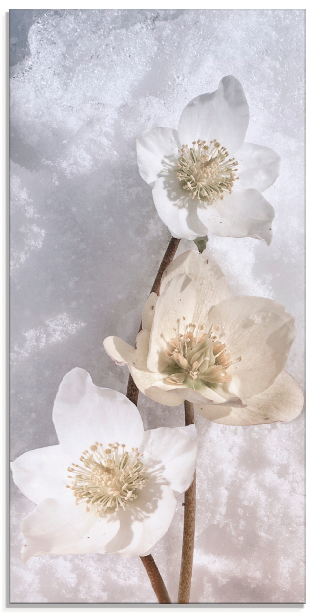 Glasbild »Christrose im Schnee«, Blumen, (1 St.), in verschiedenen Grössen