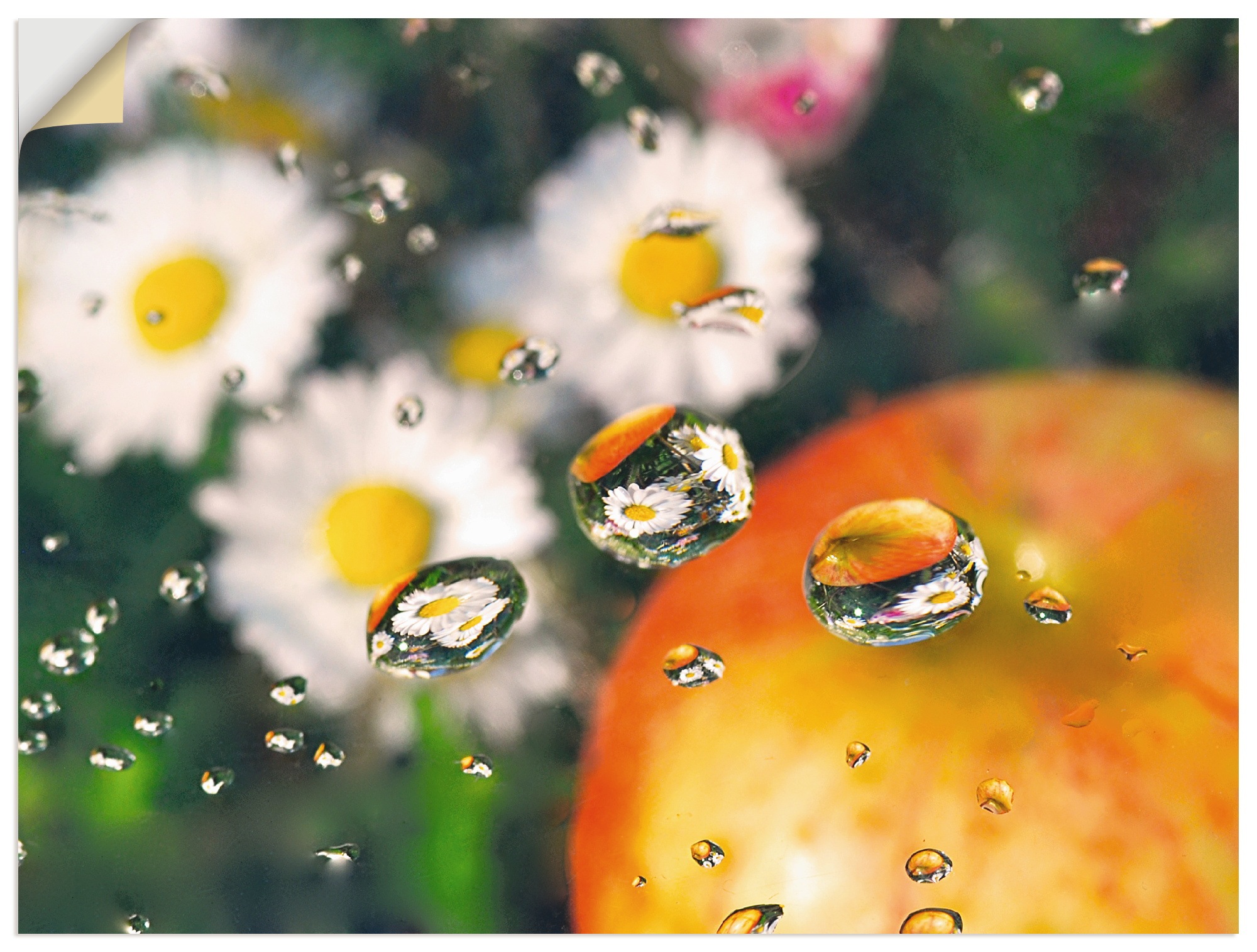 Image of Artland Wandbild »Tropfen Spiegelung«, Blumen, (1 St.), in vielen Grössen & Produktarten -Leinwandbild, Poster, Wandaufkleber / Wandtattoo auch für Badezimmer geeignet bei Ackermann Versand Schweiz