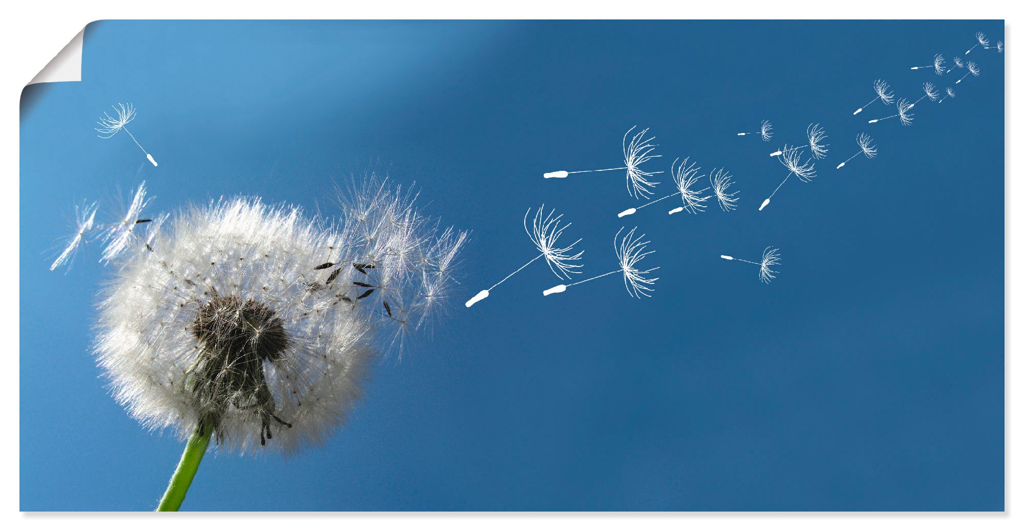 Image of Artland Wandbild "Pusteblume" Blumen 1 Stk. tlg. als Leinwandbild, Poster in verschied. Grössen
