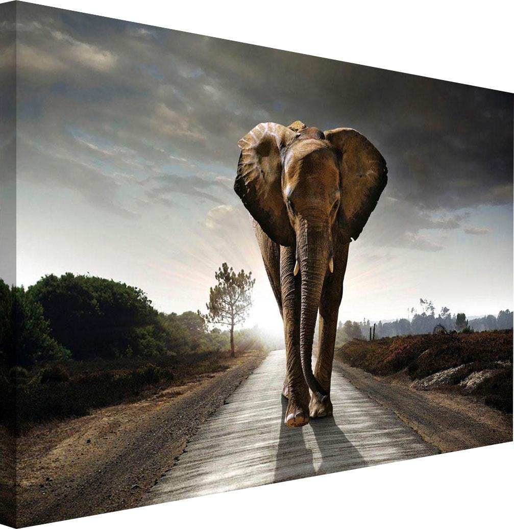 Reinders! Wandbild »Elefant König« versandkostenfrei auf