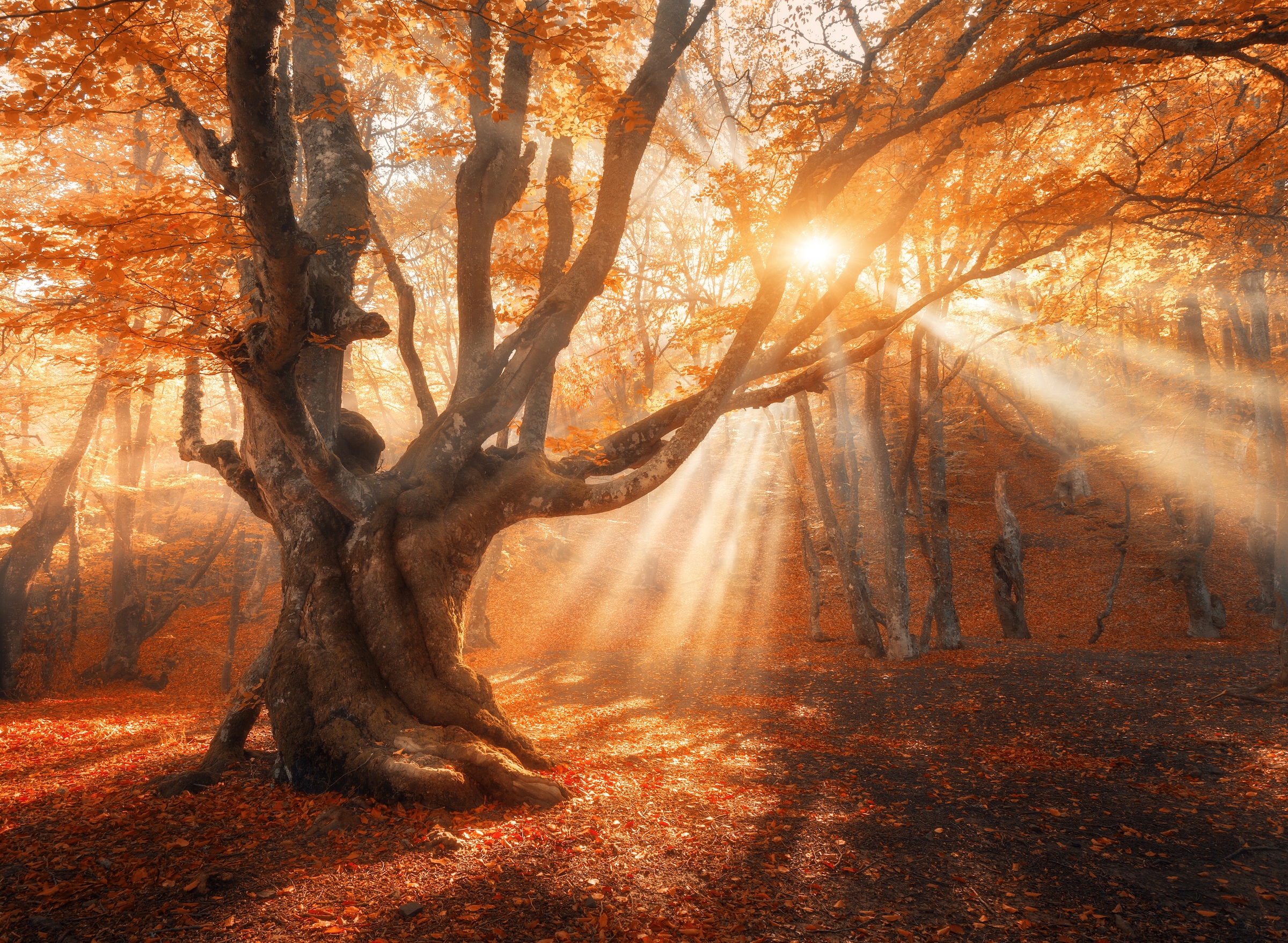 Image of Papermoon Fototapete "Magical Old Tree" glatt