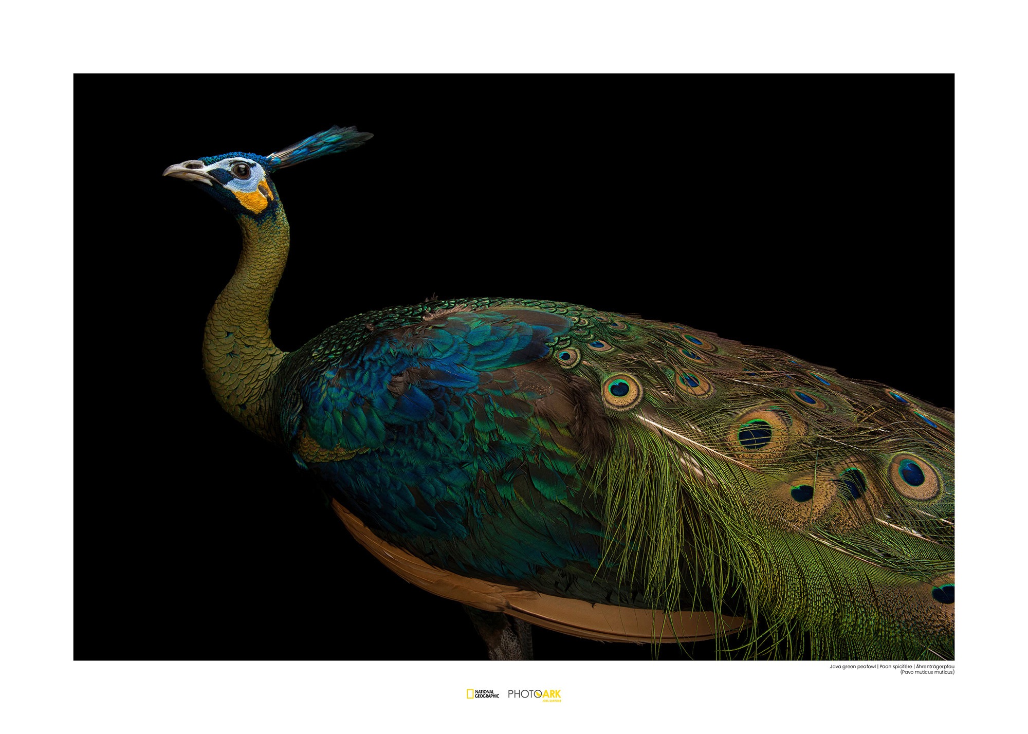 Image of Komar Poster »Java Green Peafowl«, Tiere, Höhe: 40cm bei Ackermann Versand Schweiz