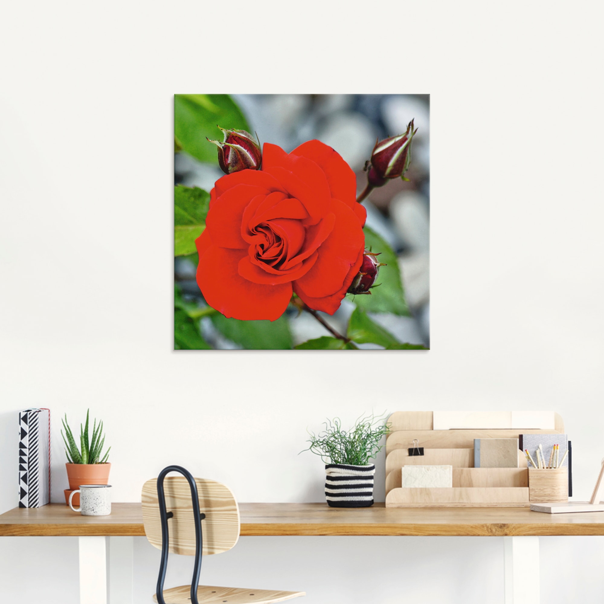 Artland Glasbild »Rote Rosenblüte mit Knospen«, Blumen, (1 St.), in verschiedenen Grössen