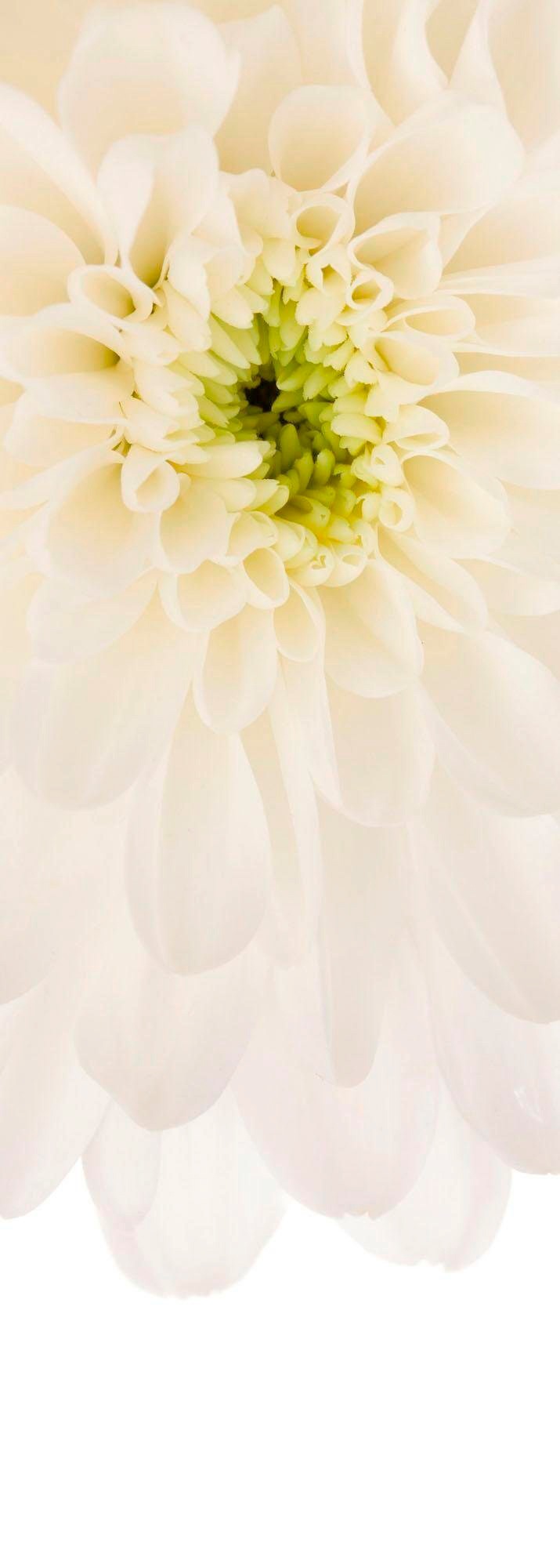 Image of Komar Vliestapete »Beautiful«, naturalistisch bei Ackermann Versand Schweiz