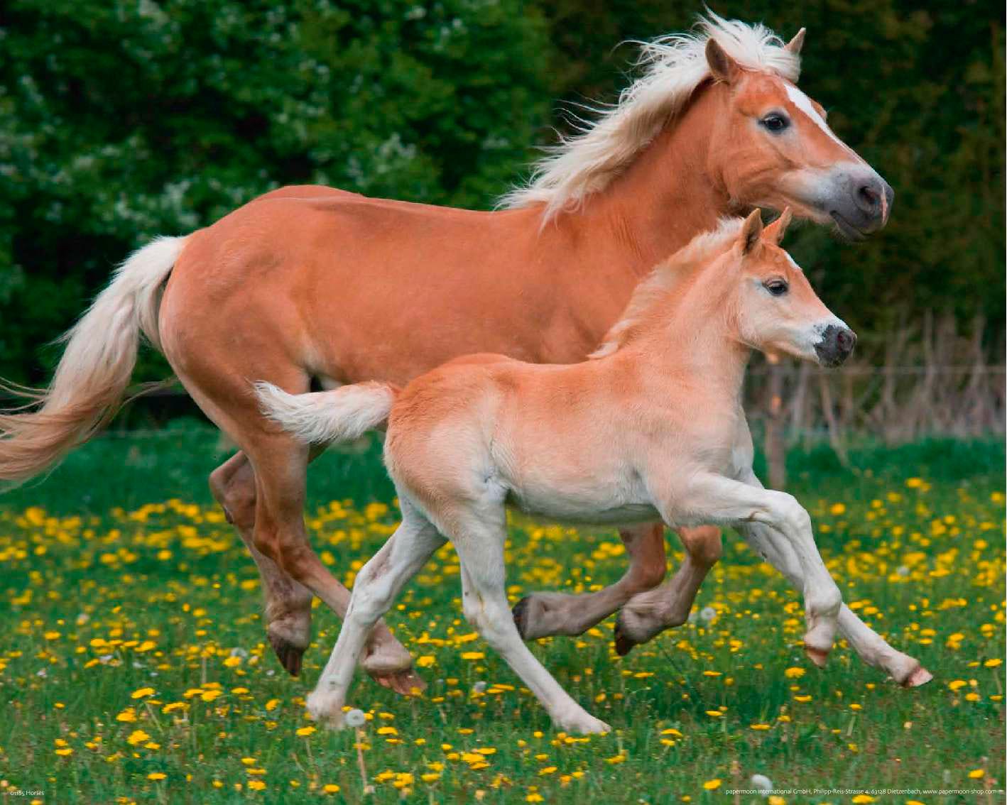 Image of Papermoon Fototapete »Horses«, matt, BlueBack, 7 Bahnen, 350 x 260 cm bei Ackermann Versand Schweiz