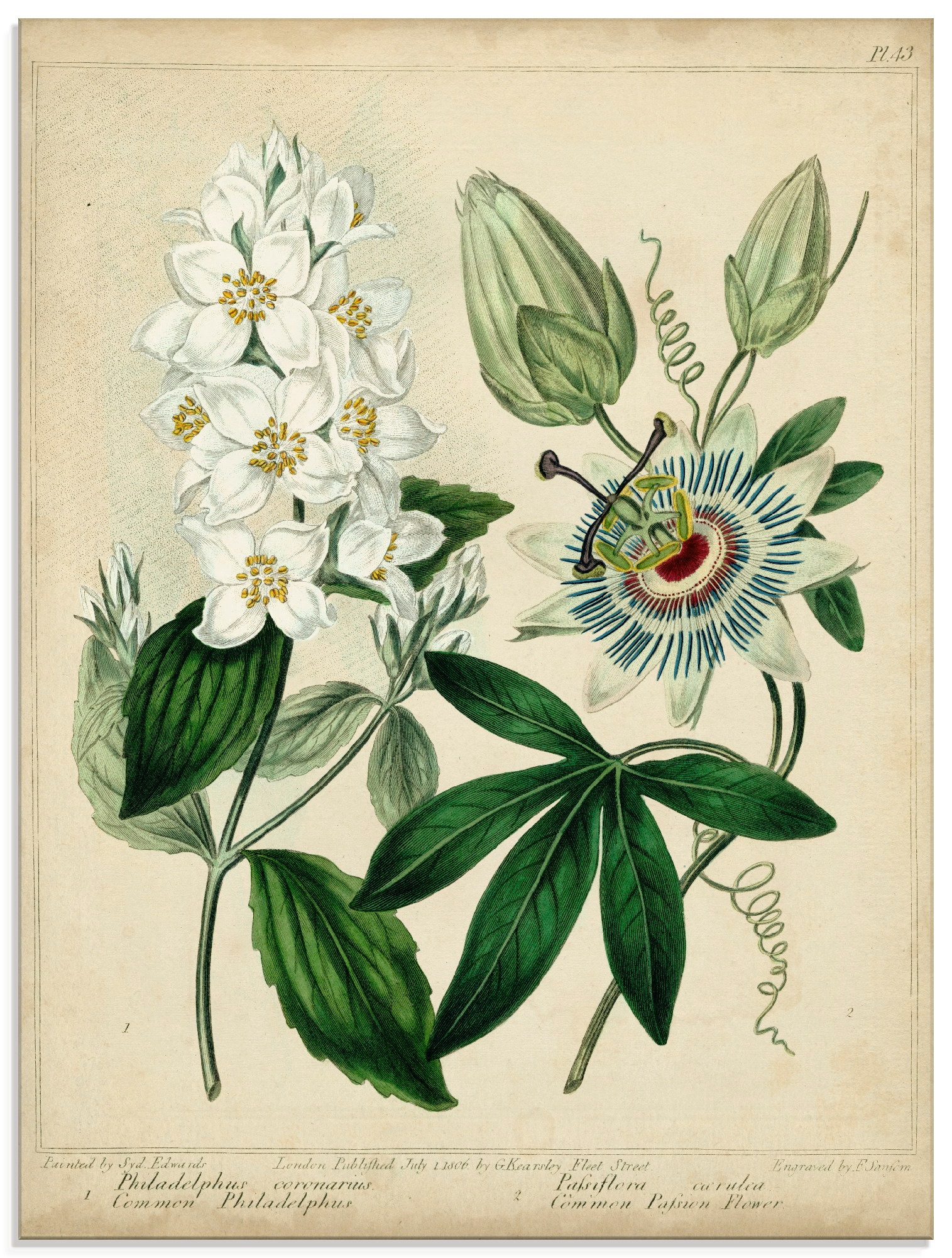 Image of Artland Glasbild »Federnelke II«, Blumen, (1 St.) bei Ackermann Versand Schweiz