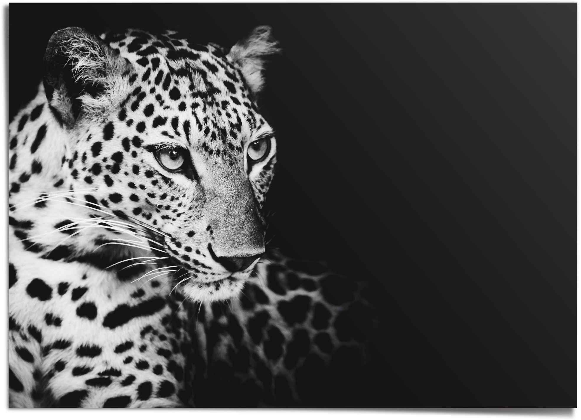 Image of Reinders! Poster »Leopard« bei Ackermann Versand Schweiz