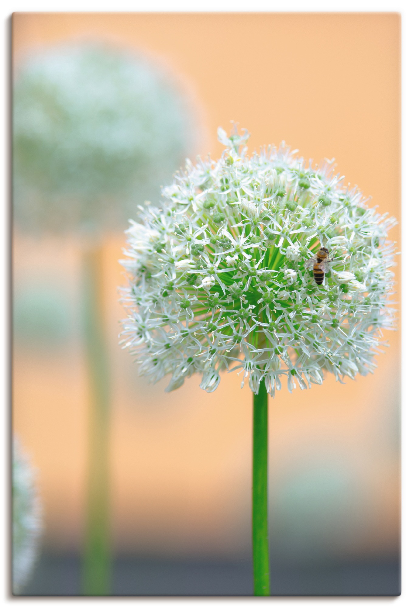 Image of Artland Leinwandbild "Grosser Allium in Pastell" Blumen 1 Stk. tlg. auf Holzrahmen gespannt