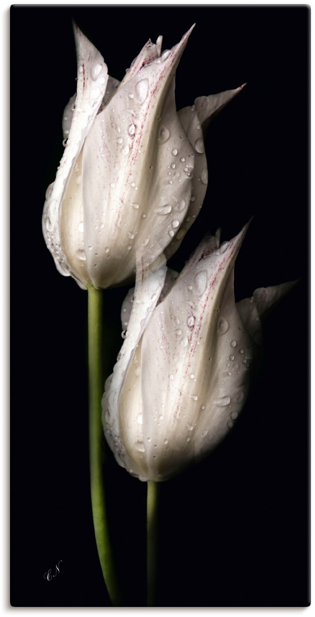Image of Artland Wandbild "Weisse Tulpen in der Nacht" Blumenbilder 1 Stk. tlg. als Alubild, Leinwandbild, Poster in verschied. Grössen