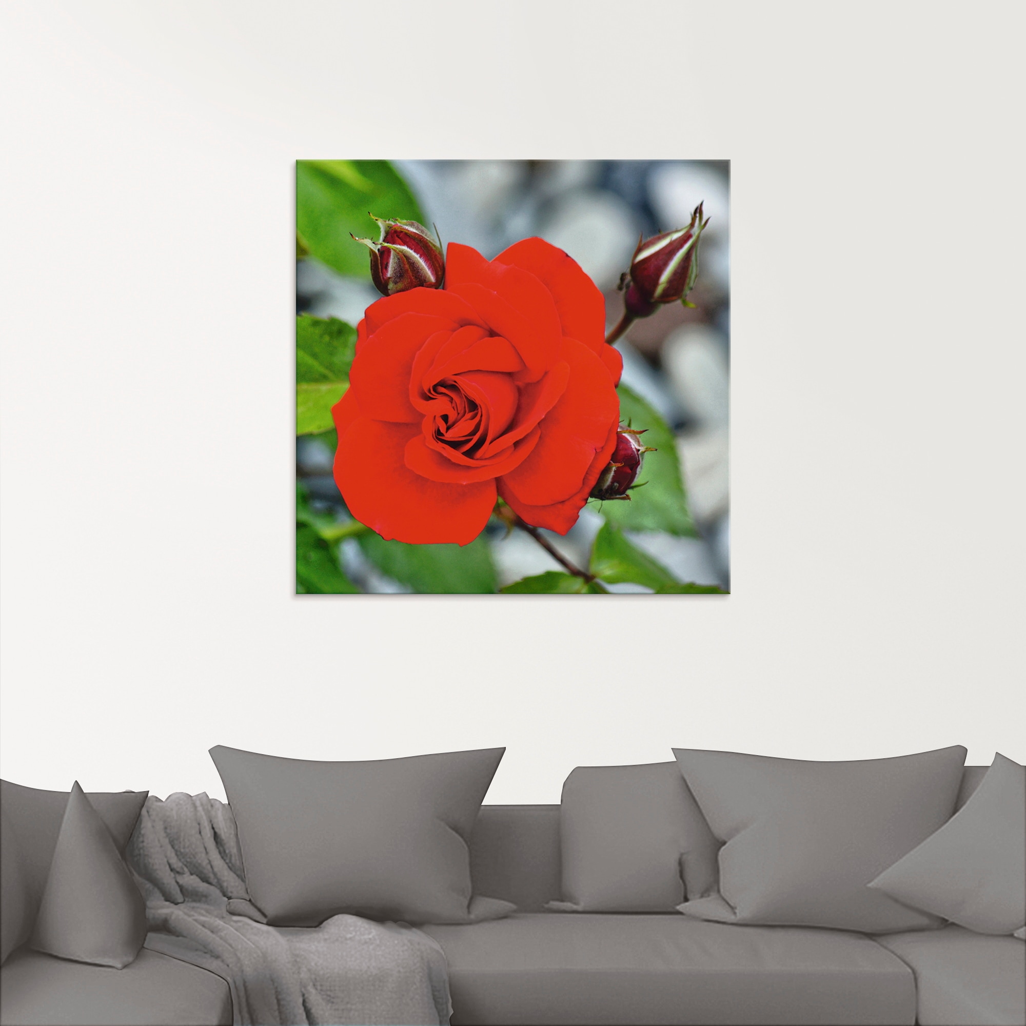 Artland Glasbild »Rote Rosenblüte mit Knospen«, Blumen, (1 St.), in verschiedenen Grössen