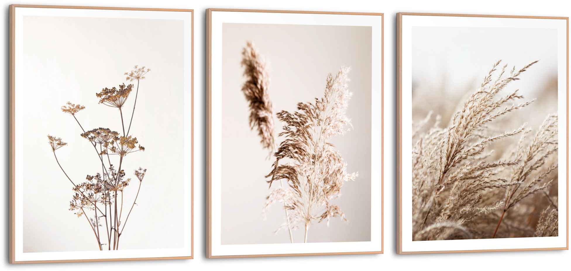 Image of Reinders! Wandbild »Wandbilder Set Naturmotiv Bärenklau - Pflanze - Pampasgras - Schilf«, Natur, (3 St.) bei Ackermann Versand Schweiz