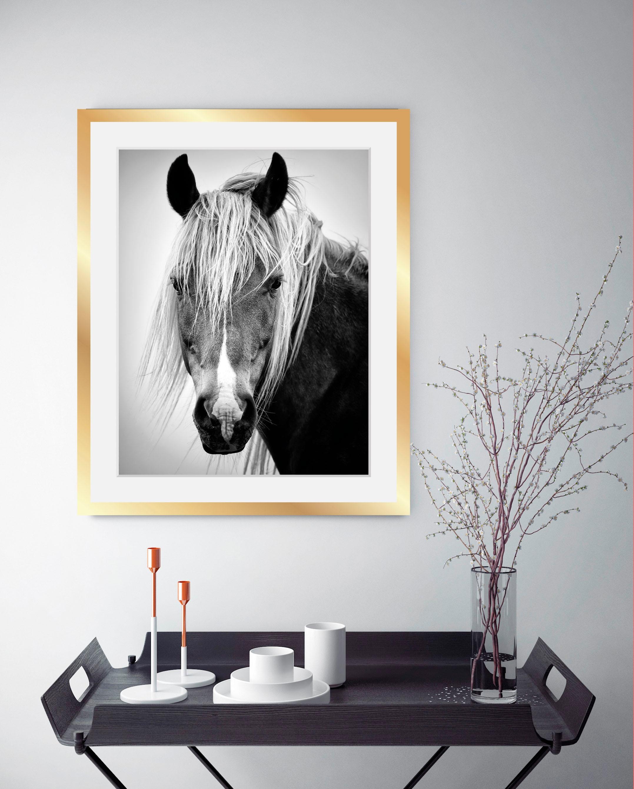 queence Bild »Pferdekopf«, Schwarz-Weiss-Tiere-Pferde-Pferdebilder-Gesicht, HD Premium Poster-Druck inkl. Holzrahmen in schwarz