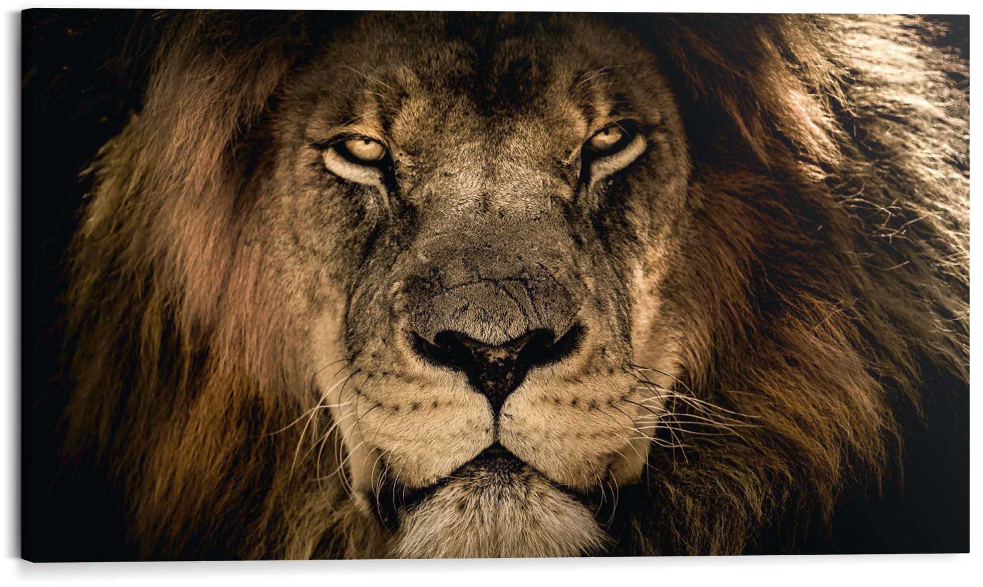 Kunstdruck »Löwe«