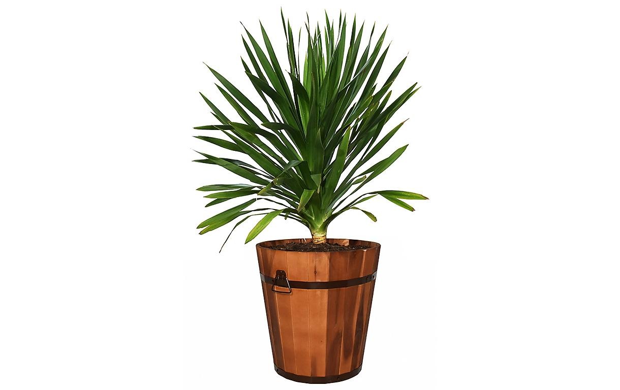 Innovesta Pflanzkübel »Ø 45 x 44 cm«