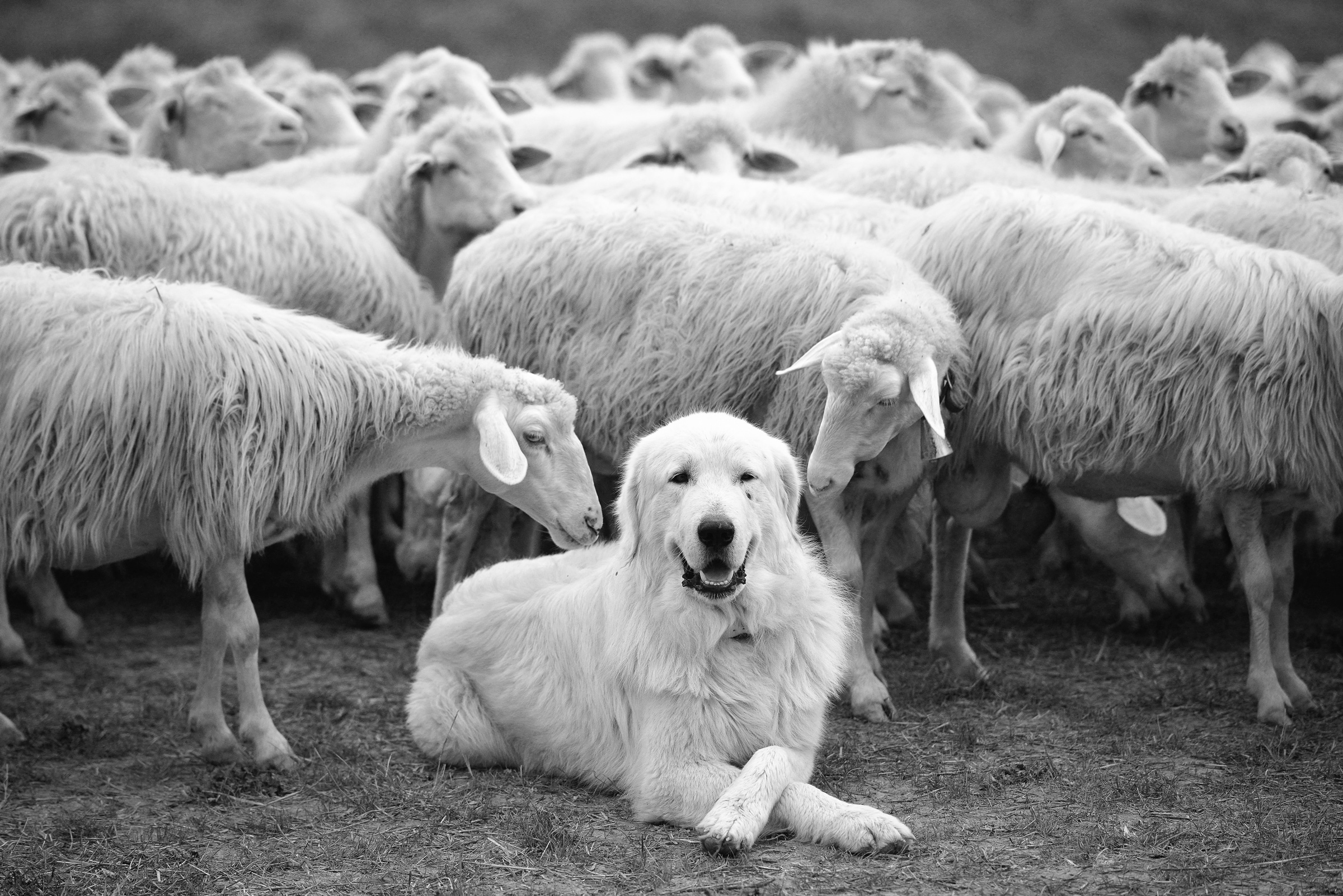 Papermoon Fototapete »Photo-Art  LUCIAN , DER CHEF«