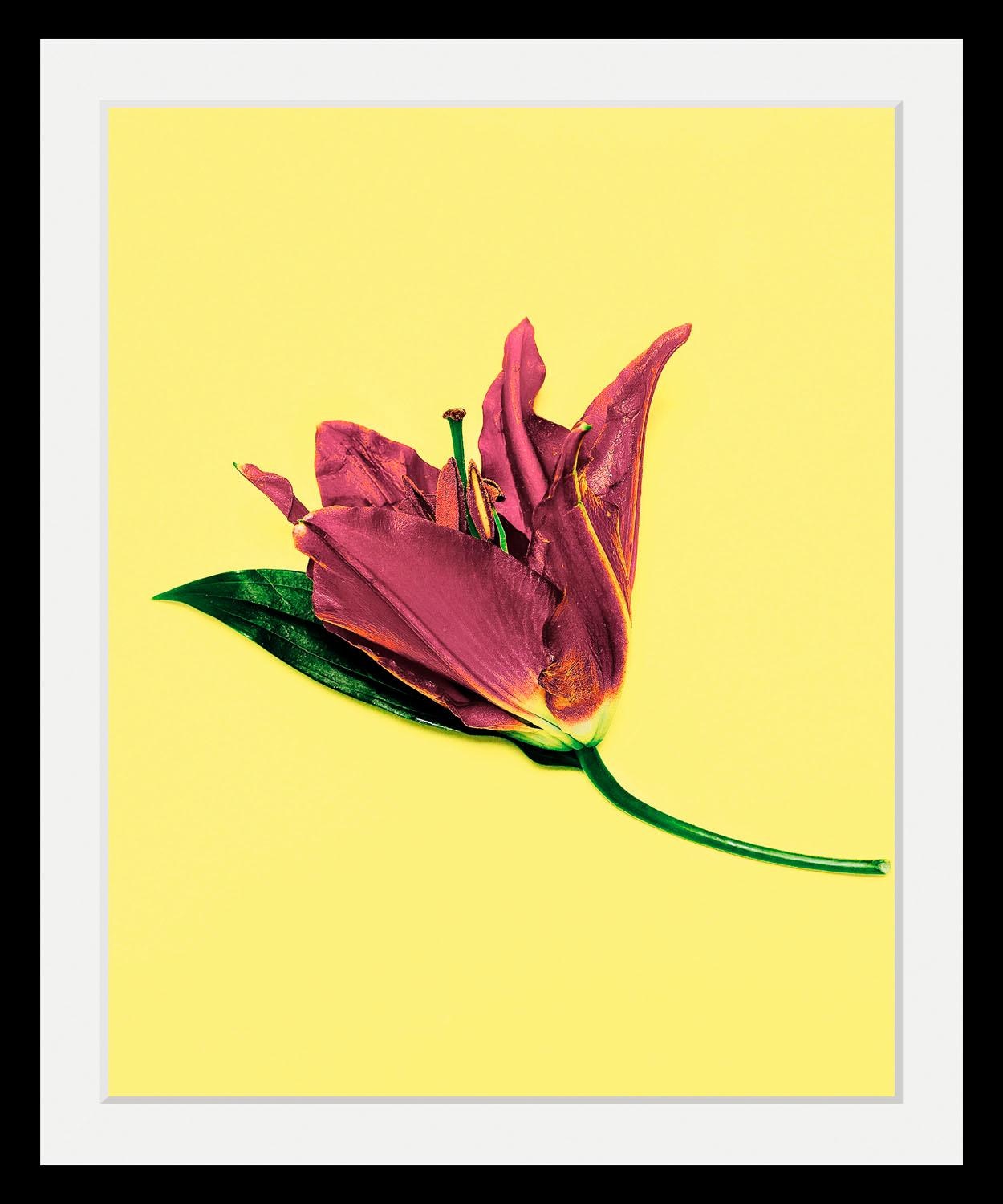 Image of queence Bild "Blume" Blumen Blumenbilder Kunst Pflanzen HD Premium Poster-Druck inkl. Holzrahmen