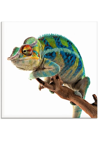 Artland Glasbild »Ambanja Panther Chamäleon«, Reptilien, (1 St.) kaufen
