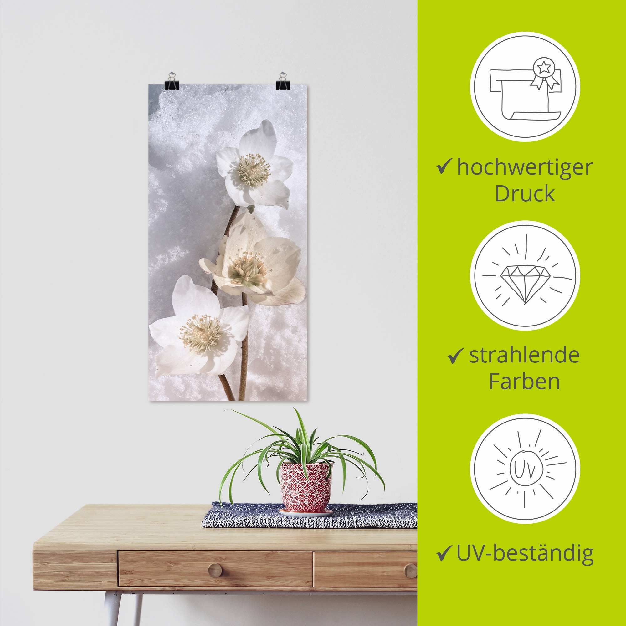 Artland Wandbild »Christrose im Schnee«, Blumen, (1 St.), als Leinwandbild, Poster in verschied. Grössen