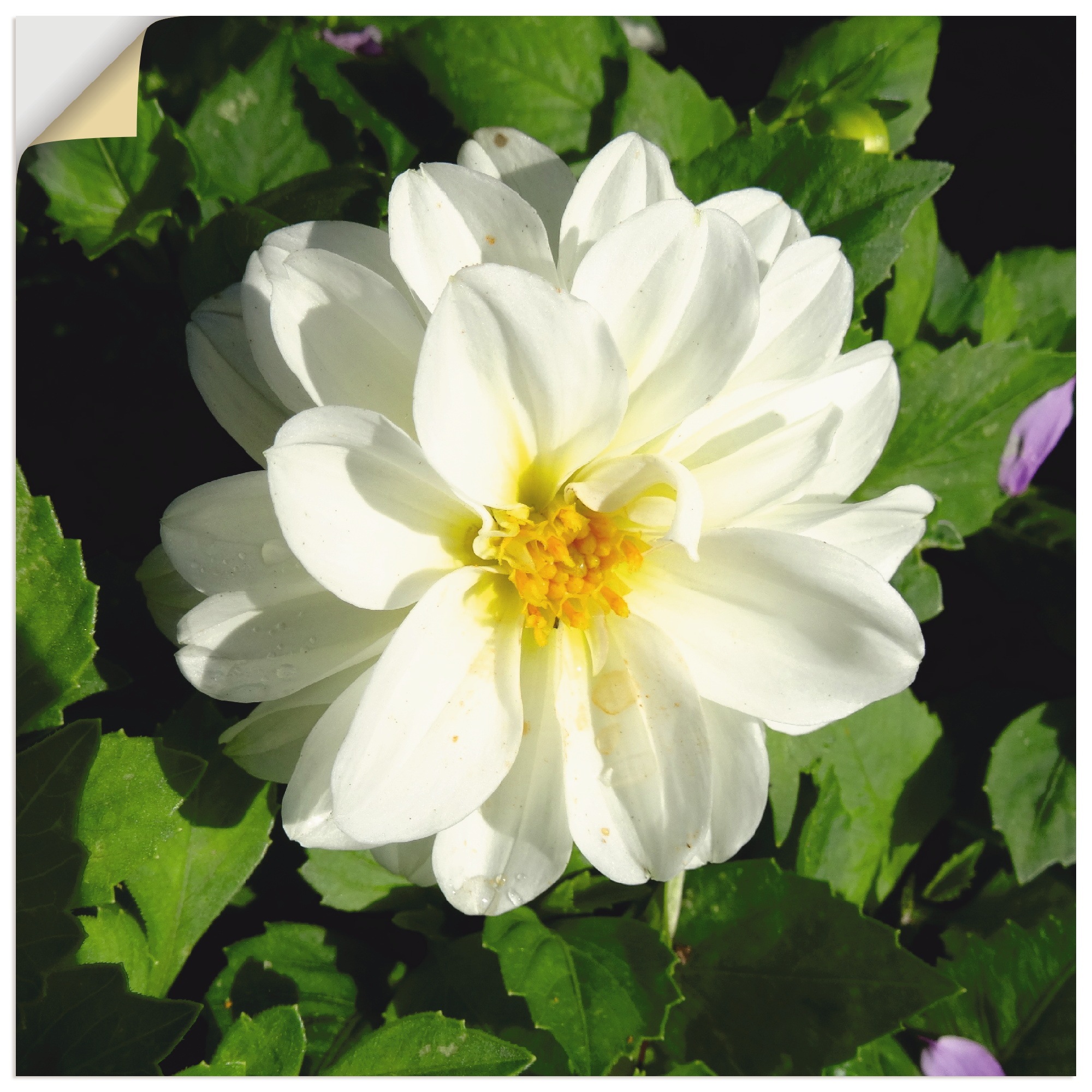 Image of Artland Wandbild »Weisse Dahlienblüte«, Blumen, (1 St.), in vielen Grössen & Produktarten - Alubild / Outdoorbild für den Aussenbereich, Leinwandbild, Poster, Wandaufkleber / Wandtattoo auch für Badezimmer geeignet bei Ackermann Versand Schweiz