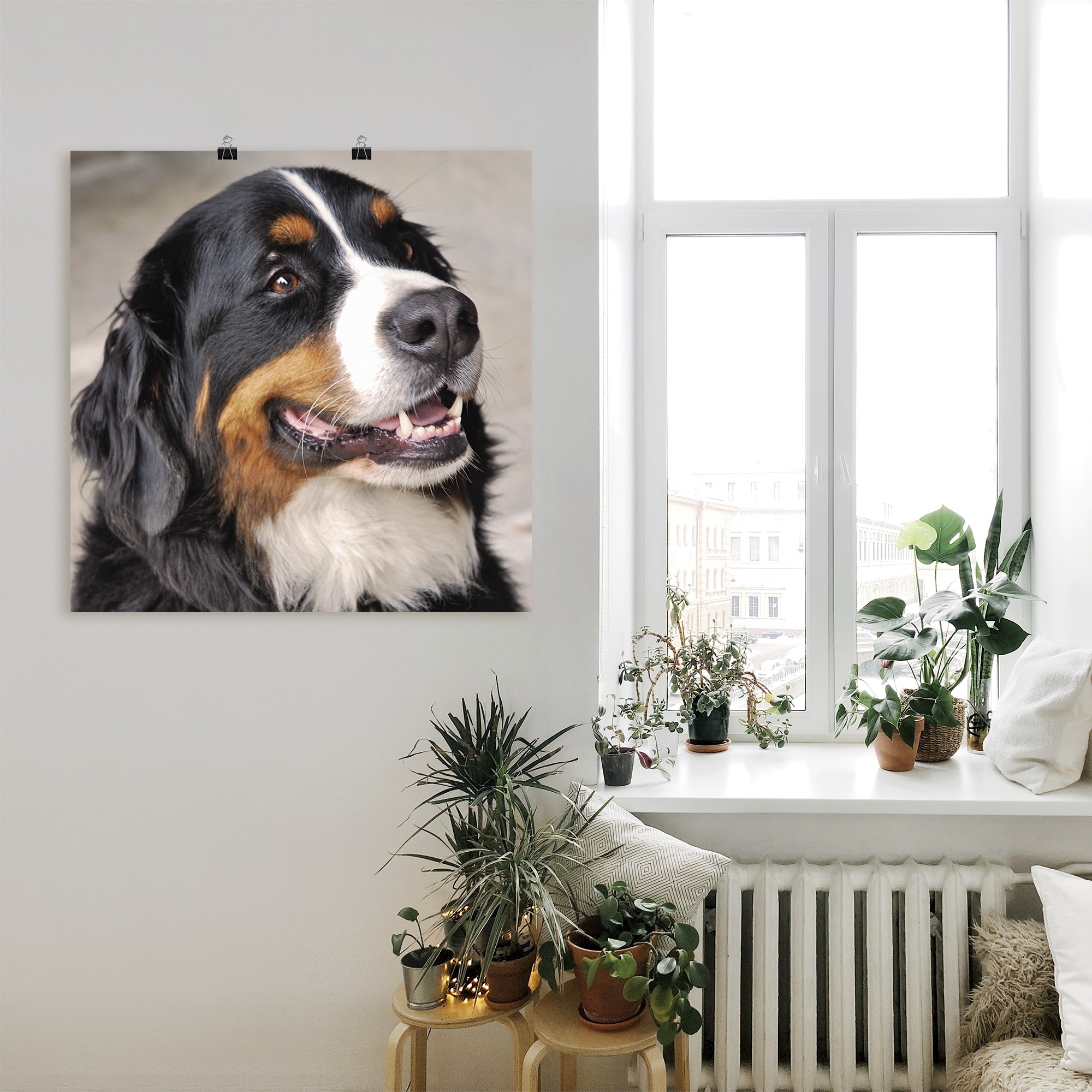 Artland Wandbild »Berner Sennenhund«, Haustiere, (1 St.), als Poster, Wandaufkleber in verschied. Grössen